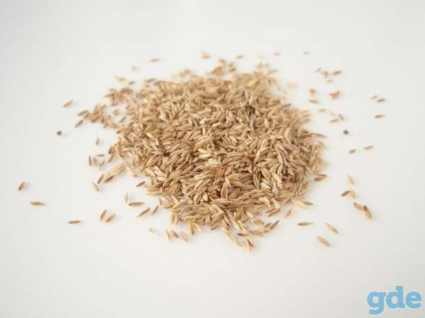 Мятлик луговой (Poa pratensis), фотография 2
