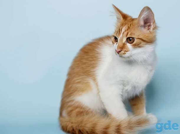Котёнок в добрые и ответственные руки, фотография 6