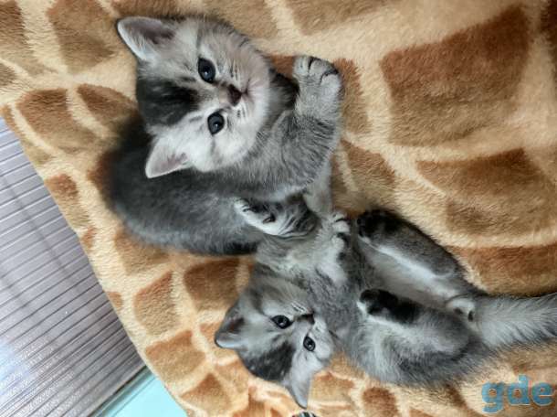 Шотландские котята, фотография 3