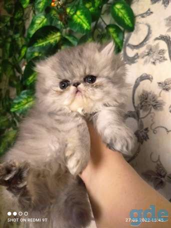 Персидские котята экстремального типа чистокровные персы., фотография 14