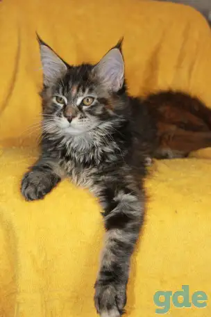 3 Котенок МЕЙН кун, фотография 1