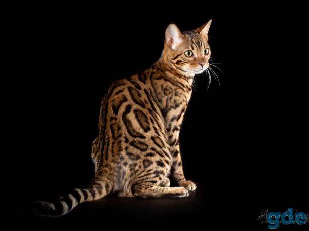 Бенгальские котята из питомника, фотография 5