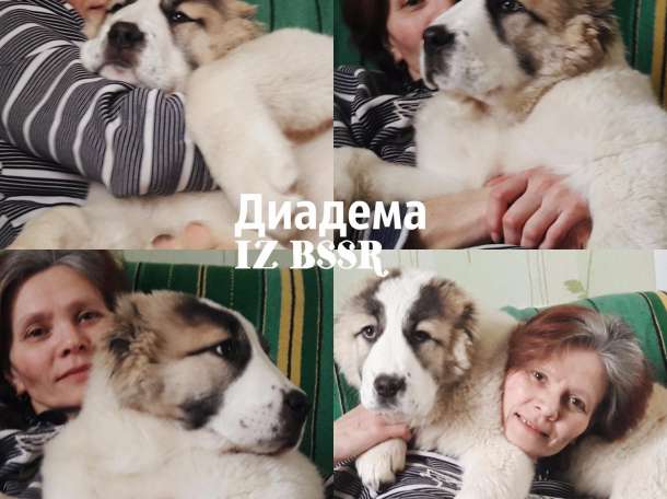 Сао класса люкс!, фотография 3