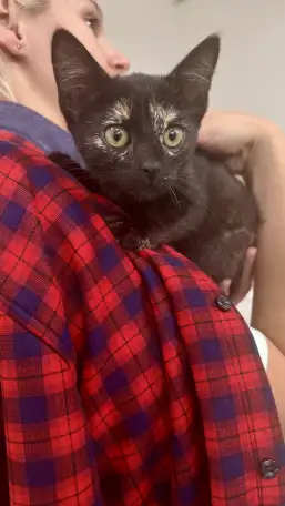 SOS!СРОЧНО НУЖНА ПЕРЕДЕРЖКА ИЛИ ДОМ! КОТЕНОК В ДАР!, фотография 1
