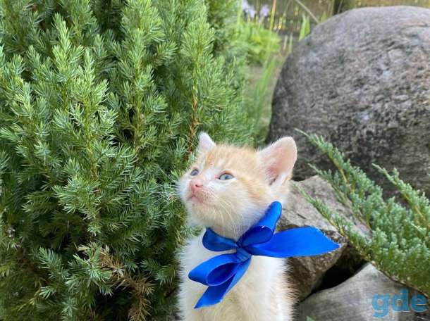 Котята, фотография 3