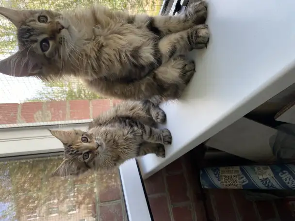 Котята Мейн-кун, фотография 5