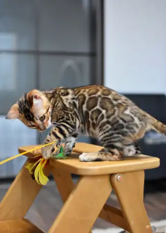 Бенгальские котята из питомника: котик, фотография 4