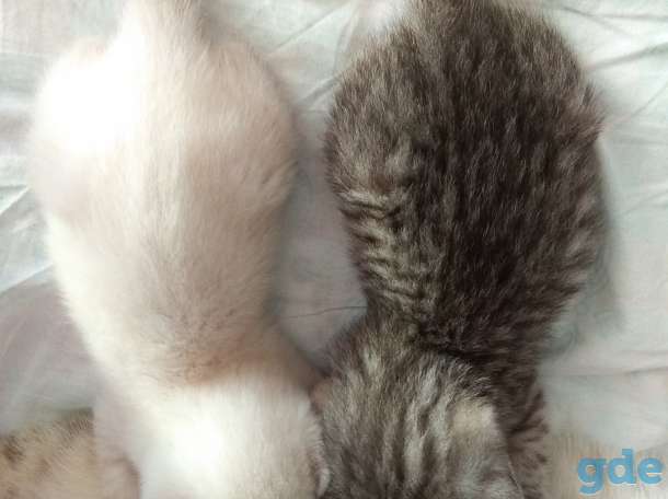 Продажа шотландских котят, фотография 7