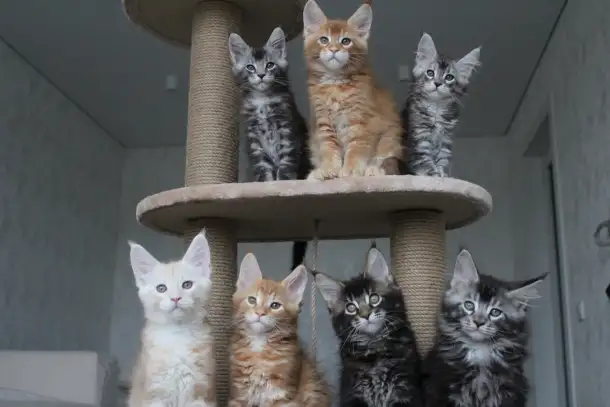 Мейн-кун котята!, фотография 2