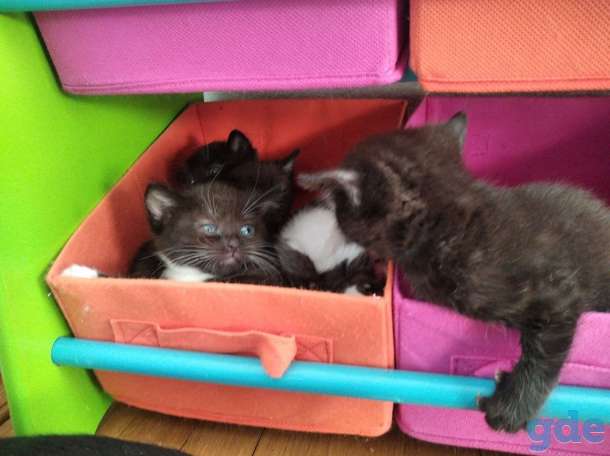 Котята в дар, фотография 1
