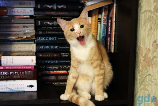 Котик-подросток Ярик в добрые руки, фотография 3