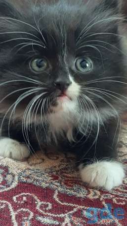 Котята, фотография 1