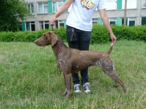 Услуги хендлера, фотография 1