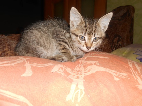 Отдам котят в хорошие руки, фотография 2
