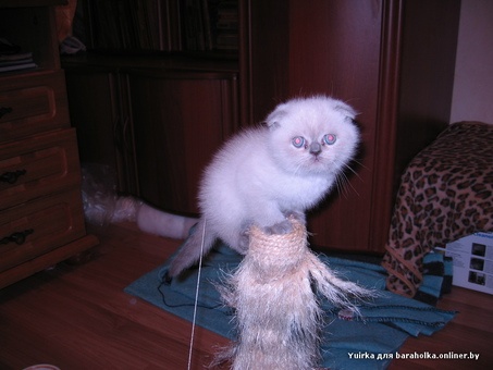 Британские котята, фотография 2