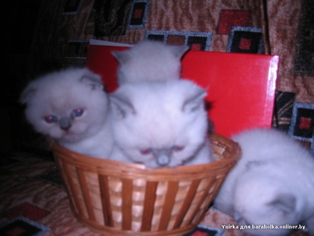 Британские котята, фотография 4