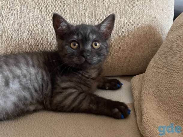 Британский короткошерстый котенок, фотография 3