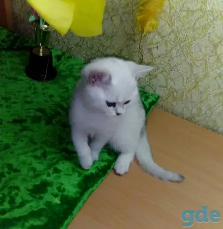 Котята британские, фотография 2
