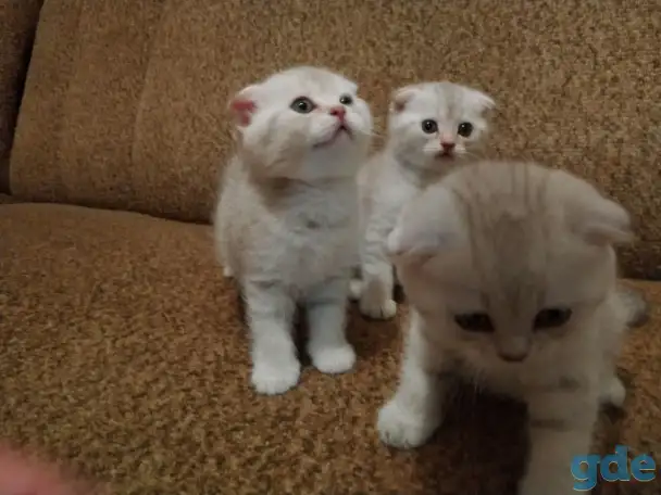 Котята шотландские вислоухие, фотография 3