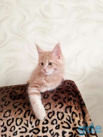 Мейн-кун котята, фотография 4