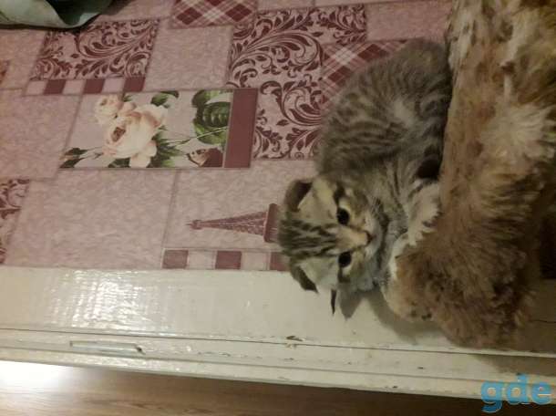 Котята британской породы, фотография 2