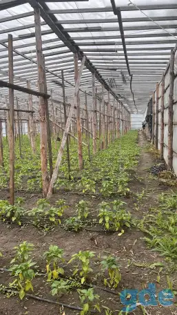 Продажа дома и парников, Деревня Оздамичи, пер. Красный 3, фотография 3