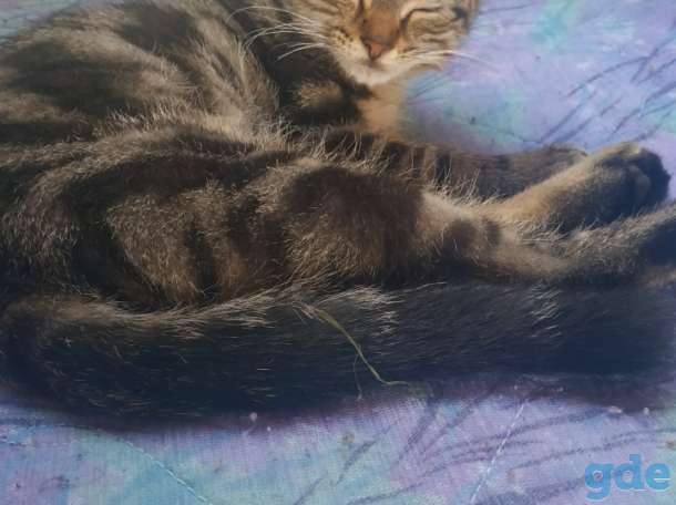 Горячие коты, фотография 1