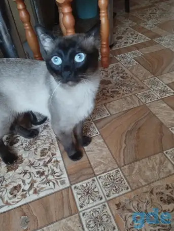 Тайский кот, фотография 3