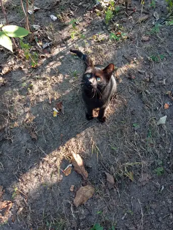 Котенок в дар, фотография 8