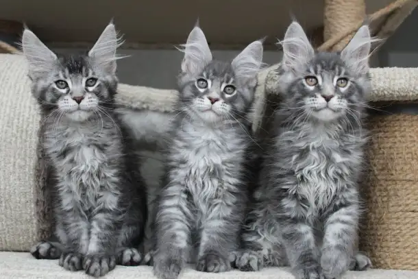 Котята мейн кун ждут Вас!, фотография 6