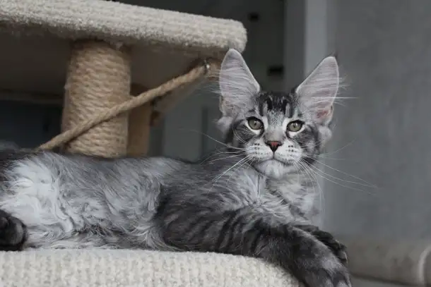 Котёнок мейн кун!, фотография 3