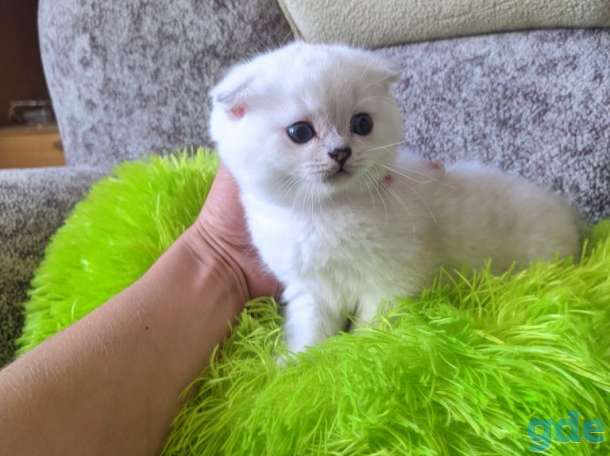 Шотландские котята, фотография 4