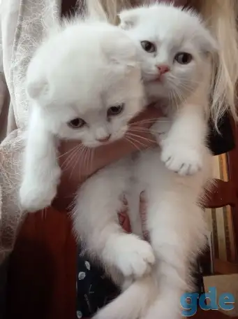 Шотландские котята, фотография 2