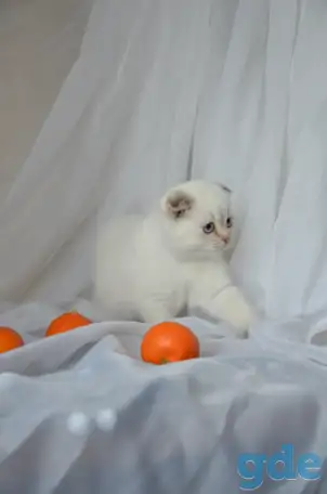 Шотландские котята, фотография 1