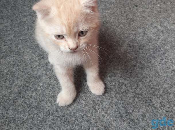 Продам котят, фотография 2