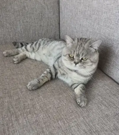 Шотландские котята, фотография 9