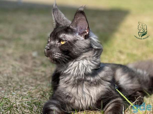 Котята Мейн Кун из Профессионального питомника, фотография 1