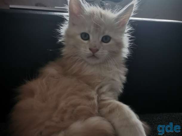 Котенок мейнкун, фотография 2