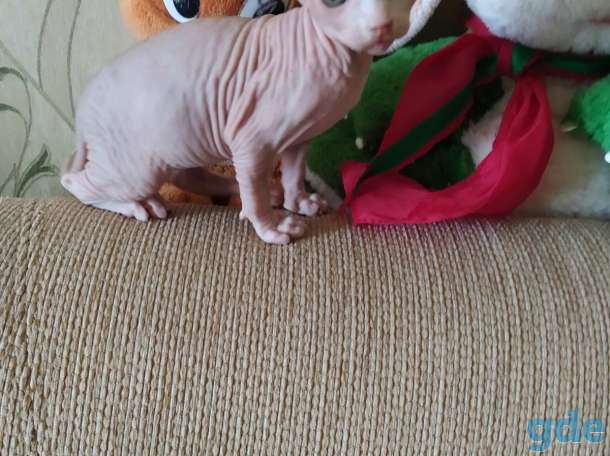 Котята канадского сфинкса, фотография 2