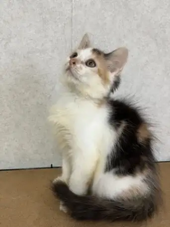 КОТЕНОК, фотография 1