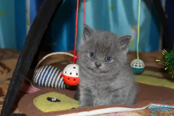 Британские котята, фотография 7