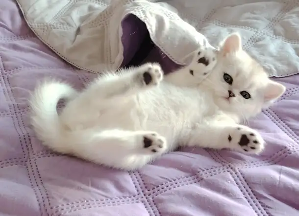 Шотландские котята., фотография 1