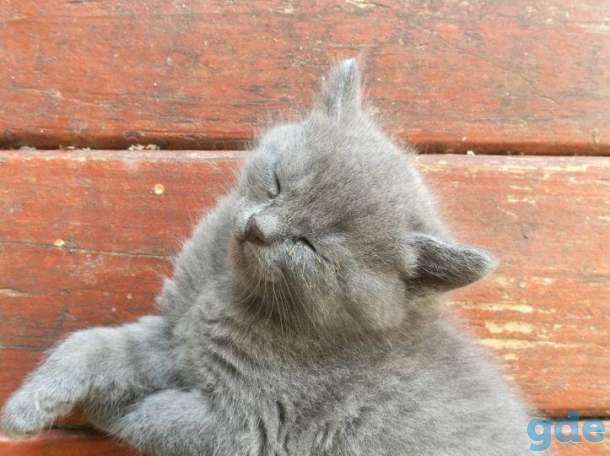 шотландские котята, фотография 8