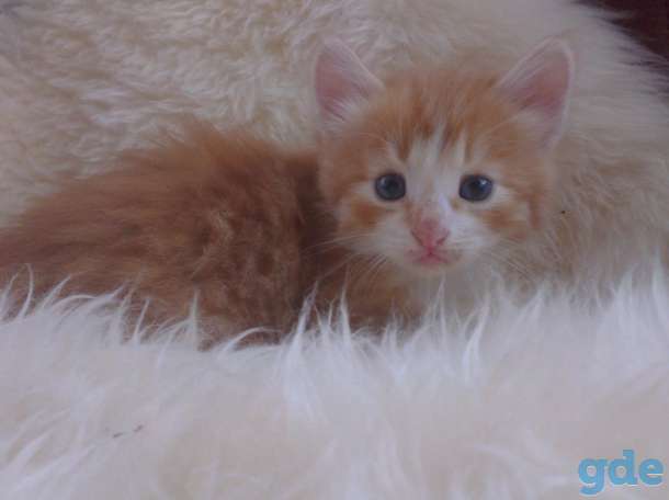 котенок в хорошие руки, фотография 3