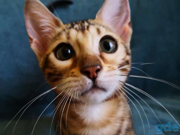 Бенгальские котята, фотография 8