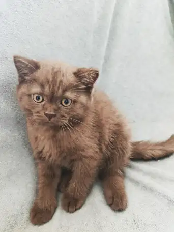Котята Скоттиш-страйт, фотография 7
