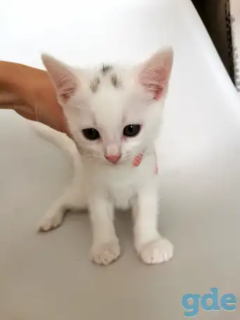 отдам котят, фотография 3