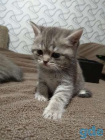 Шотландские котята, фотография 8