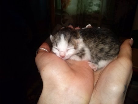 Котята в дар!!!, фотография 3
