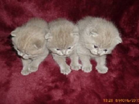 Британские котята., фотография 3